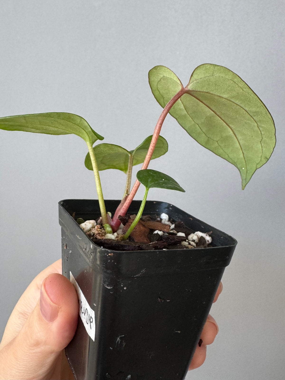 Anthurium (Zara x (MxZ)) x  RVDP