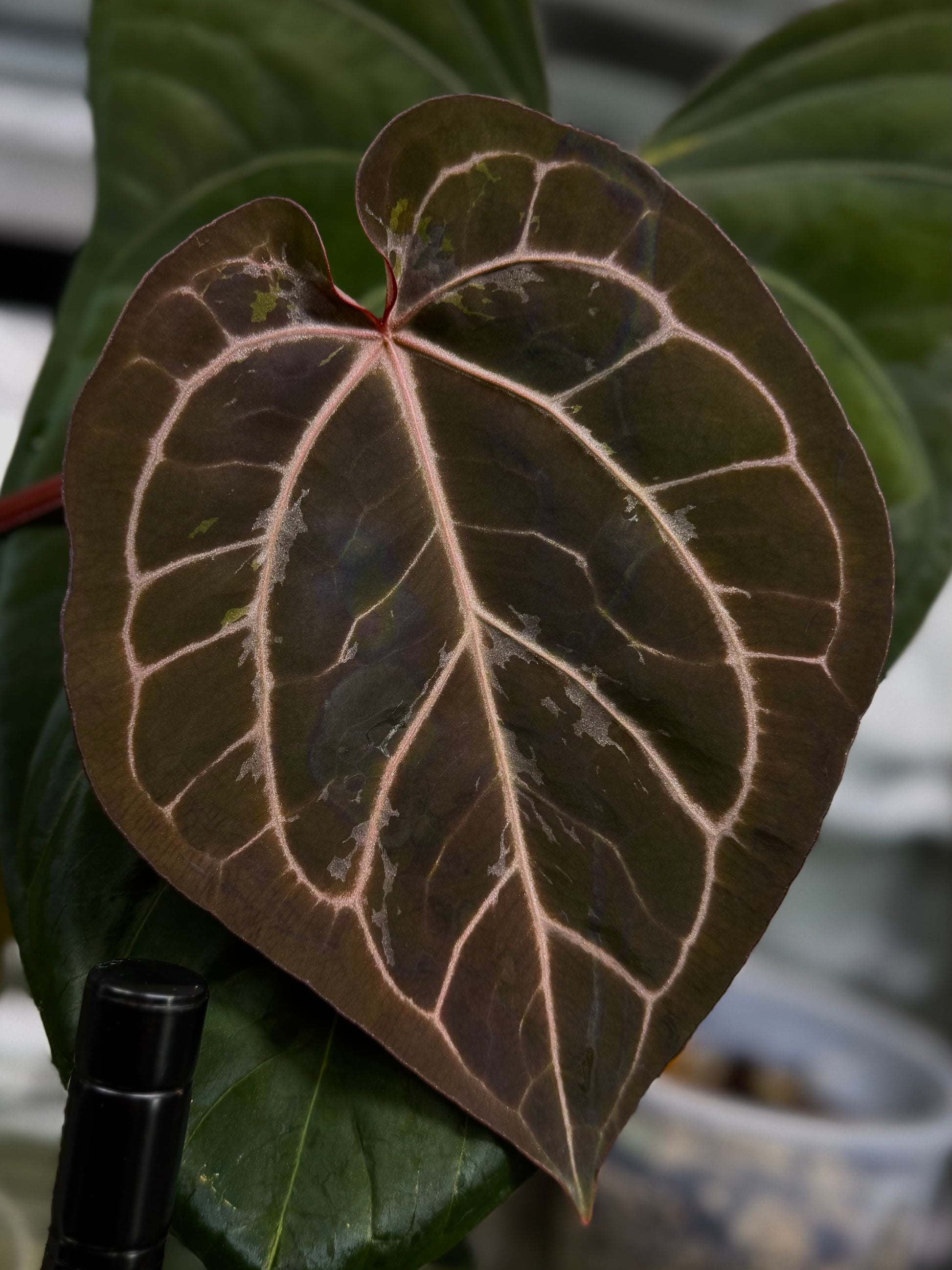 (NSE Red Crystallinum x Carlablackiae) x  RVDP Clone - gekeimte Samen