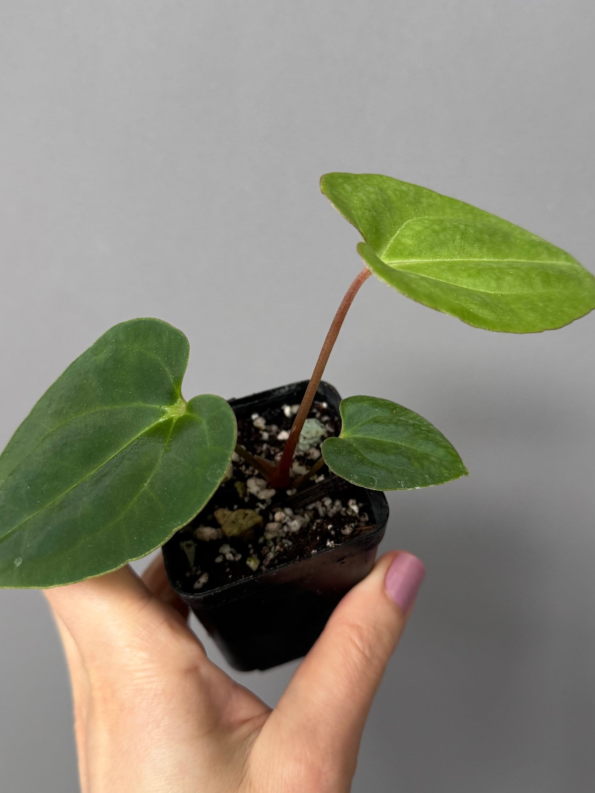 Anthurium Black Besseae aff. x BVEP (Chahrazade)