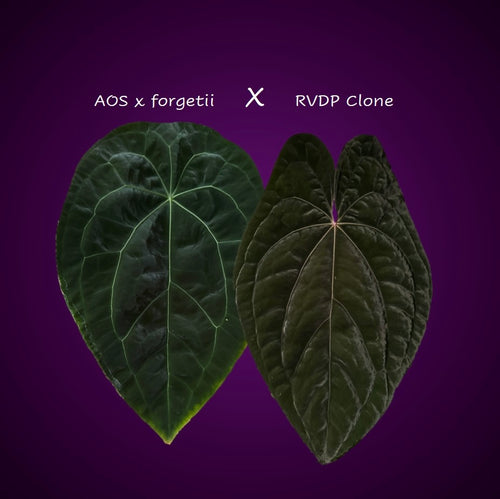 *NEW* (AOS x forgetii) x  RVDP Clone - gekeimte Samen