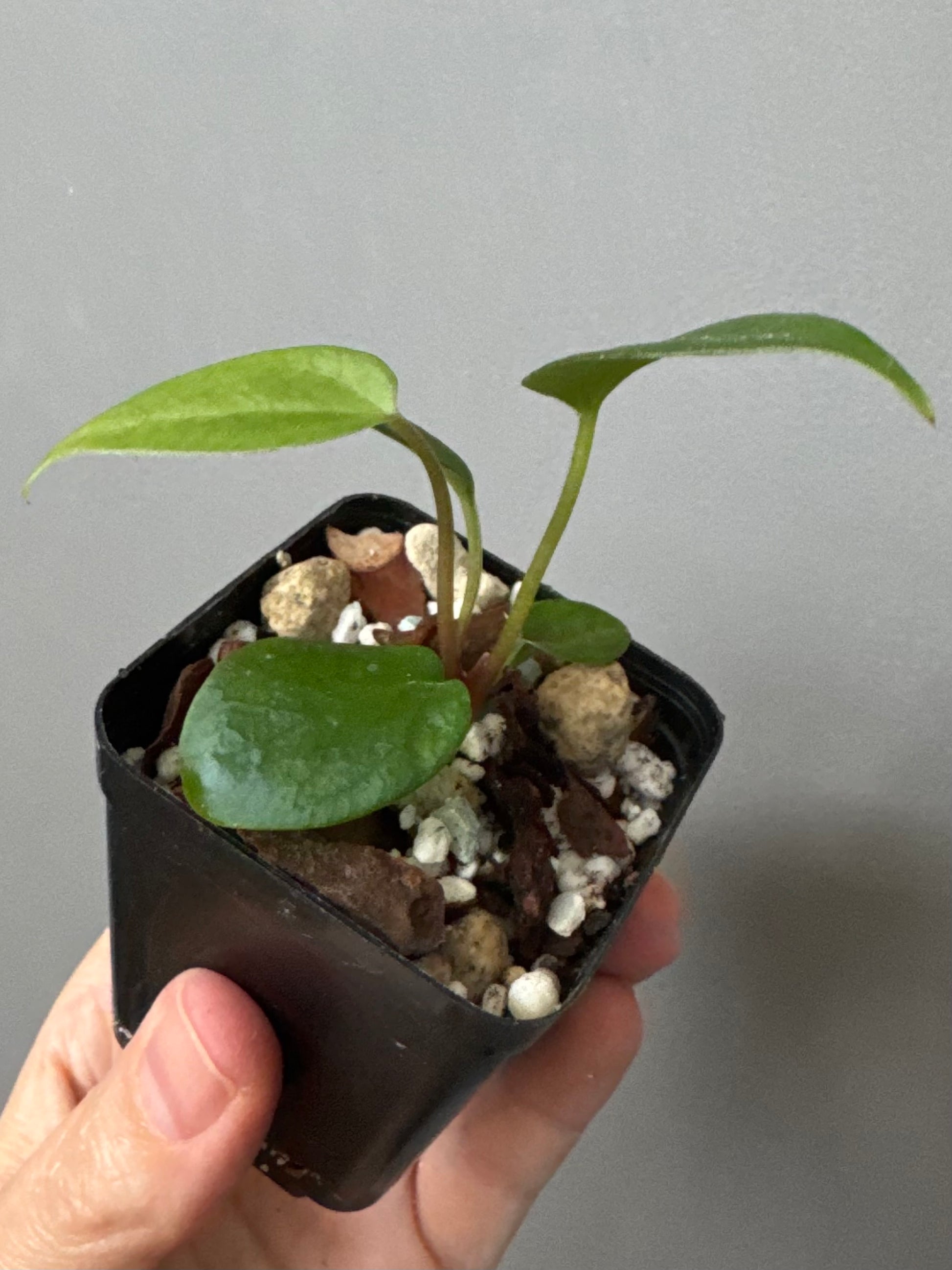 Anthurium portillae (NSE x Dorito) by max_aroids