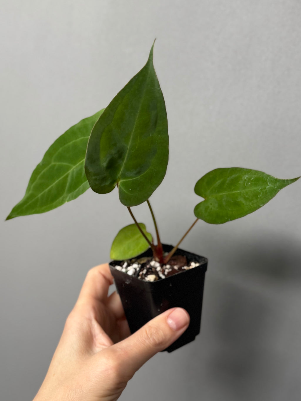 Anthurium crystallinum x papillilaminum