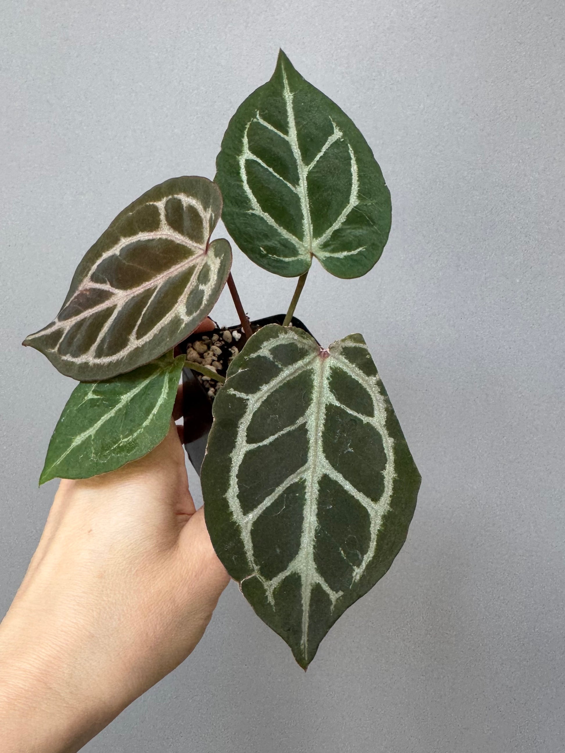 Anthurium Silver Blush x Michelle