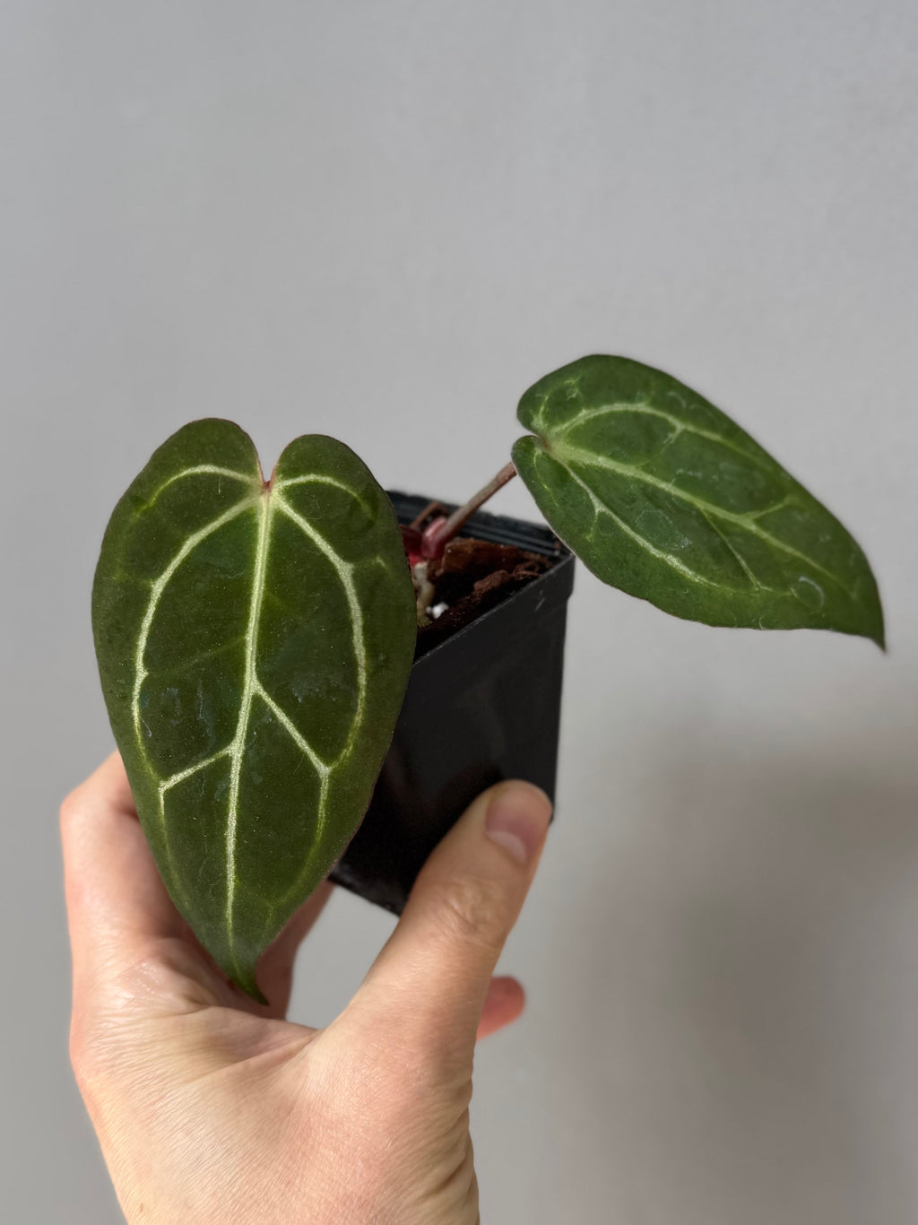 NSE Red Crystallinum x Carlablackiae (blister variegated) Clone/Ableger