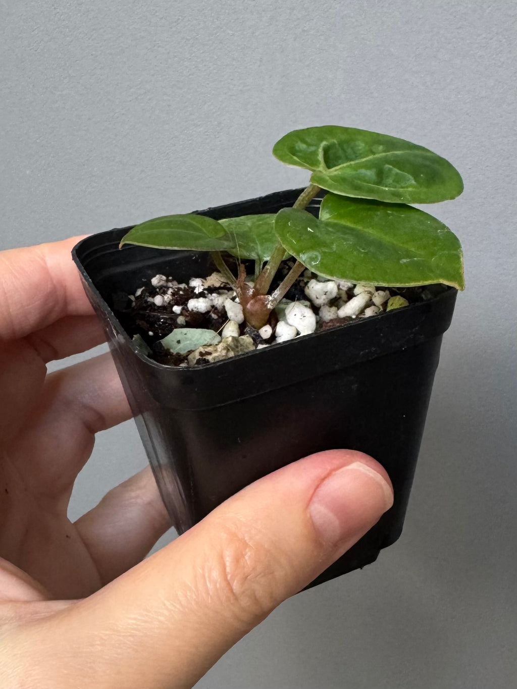 Anthurium (Brielle x Red Crystallinum) x NSE Carlablackiae