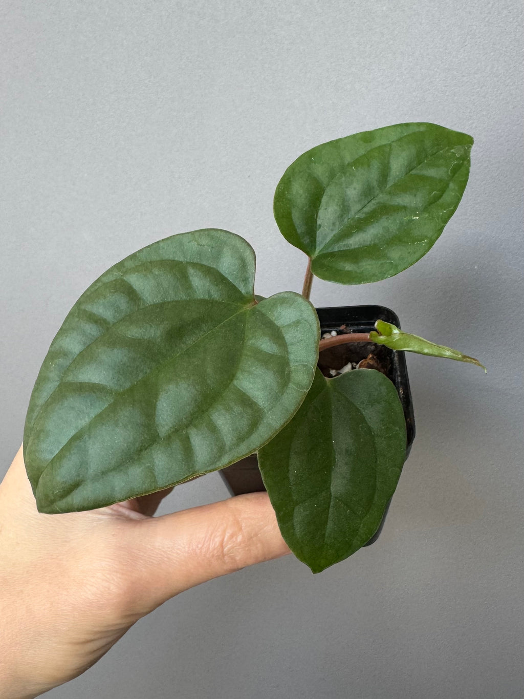 Anthurium Besseae aff. x luxurians