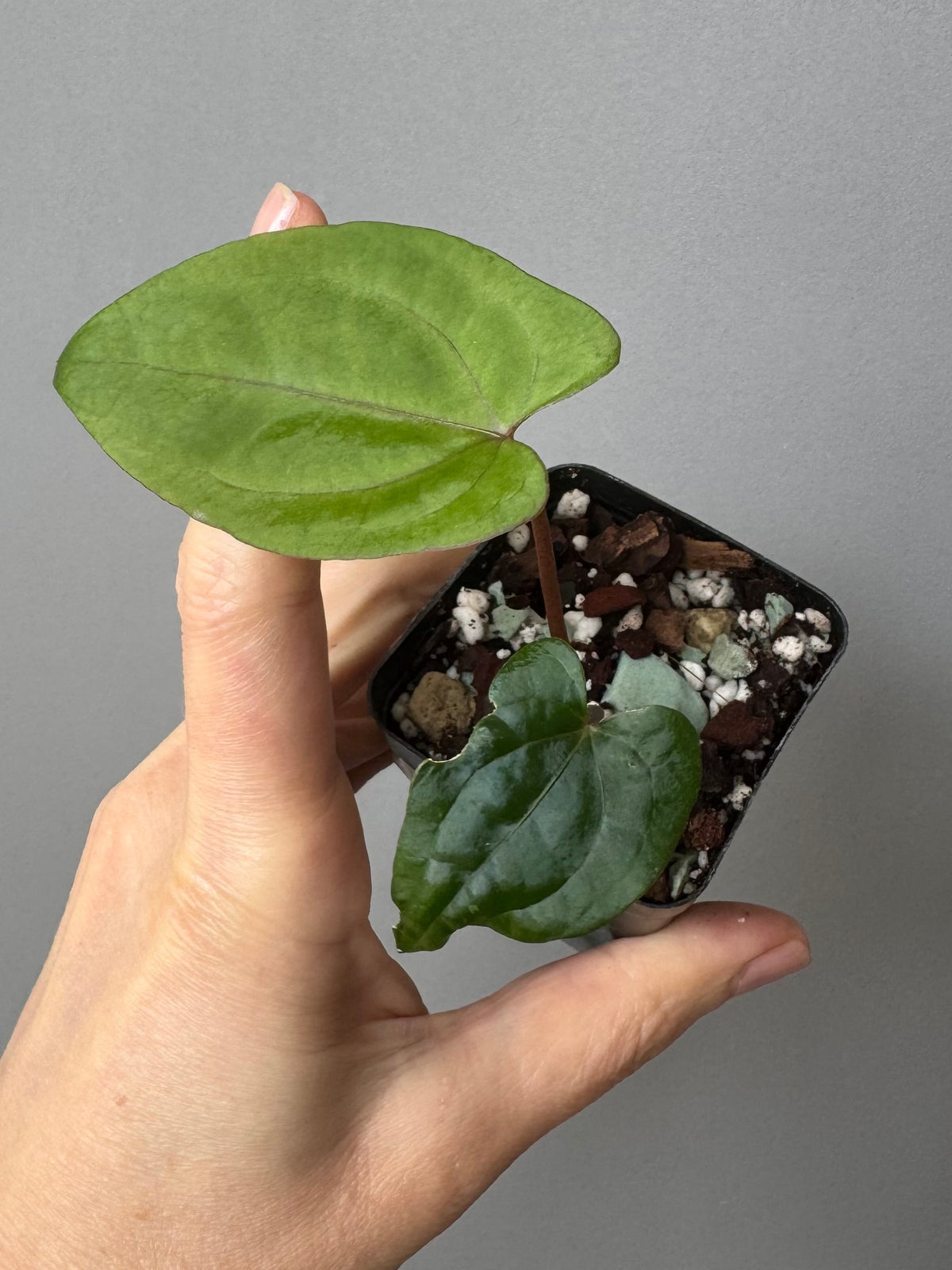 Anthurium RVDP - Red Vein Dark Phoenix - clone