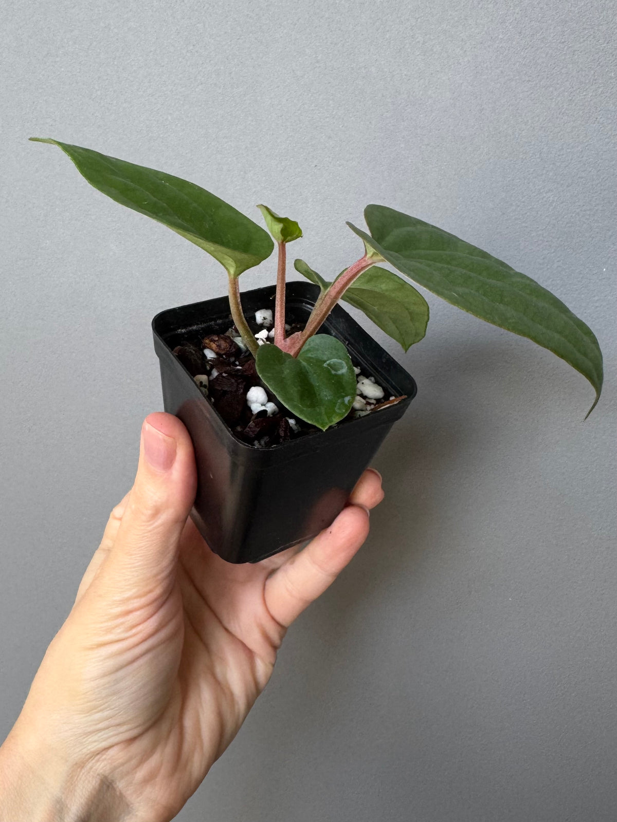 Anthurium Besseae aff. x luxurians