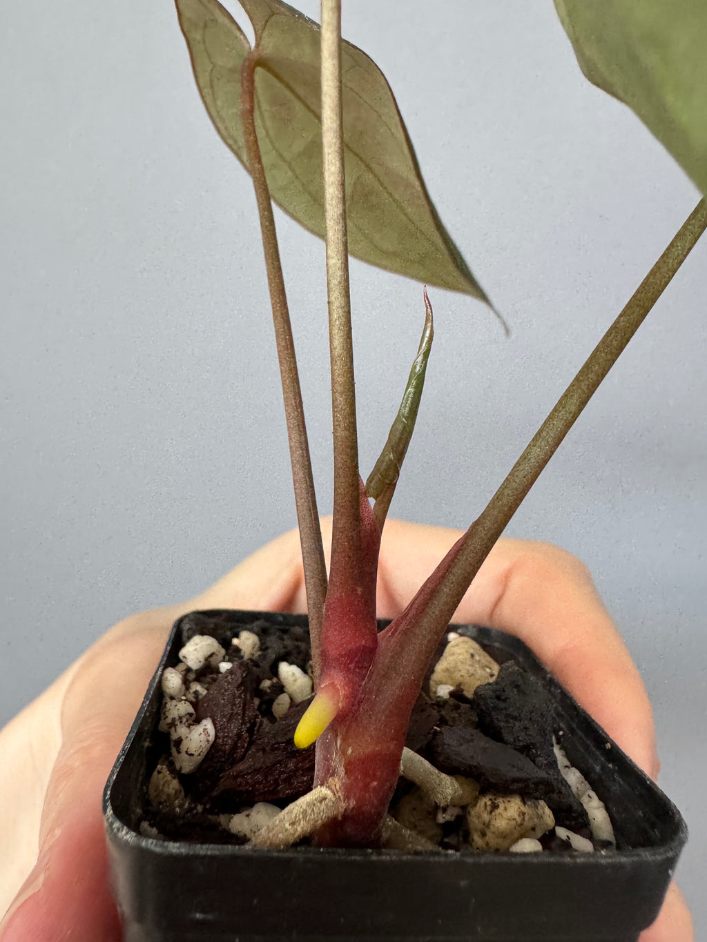 Anthurium crystallinum x papillilaminum