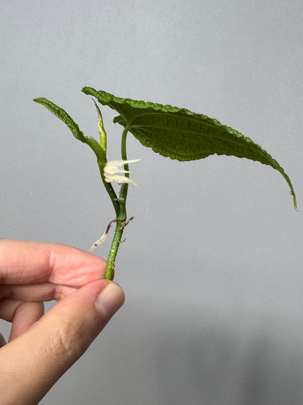 Anthurium clidemioides