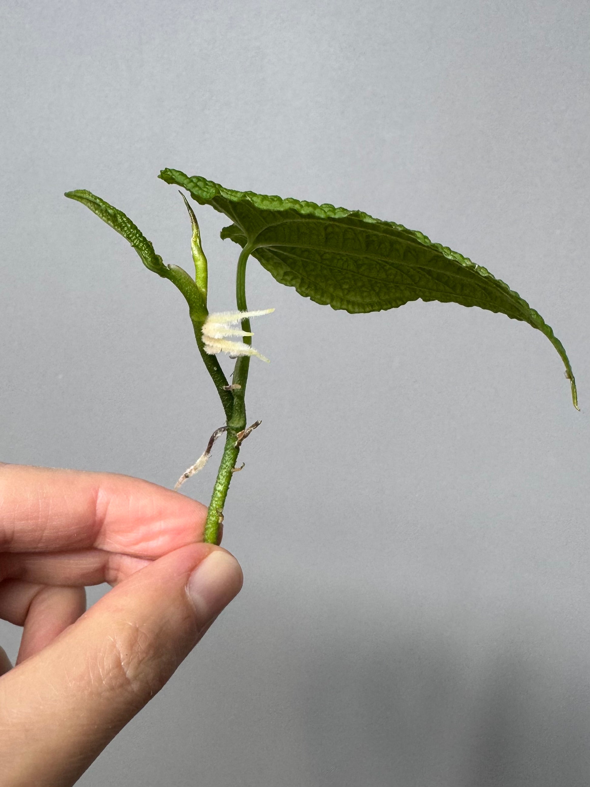 Anthurium clidemioides