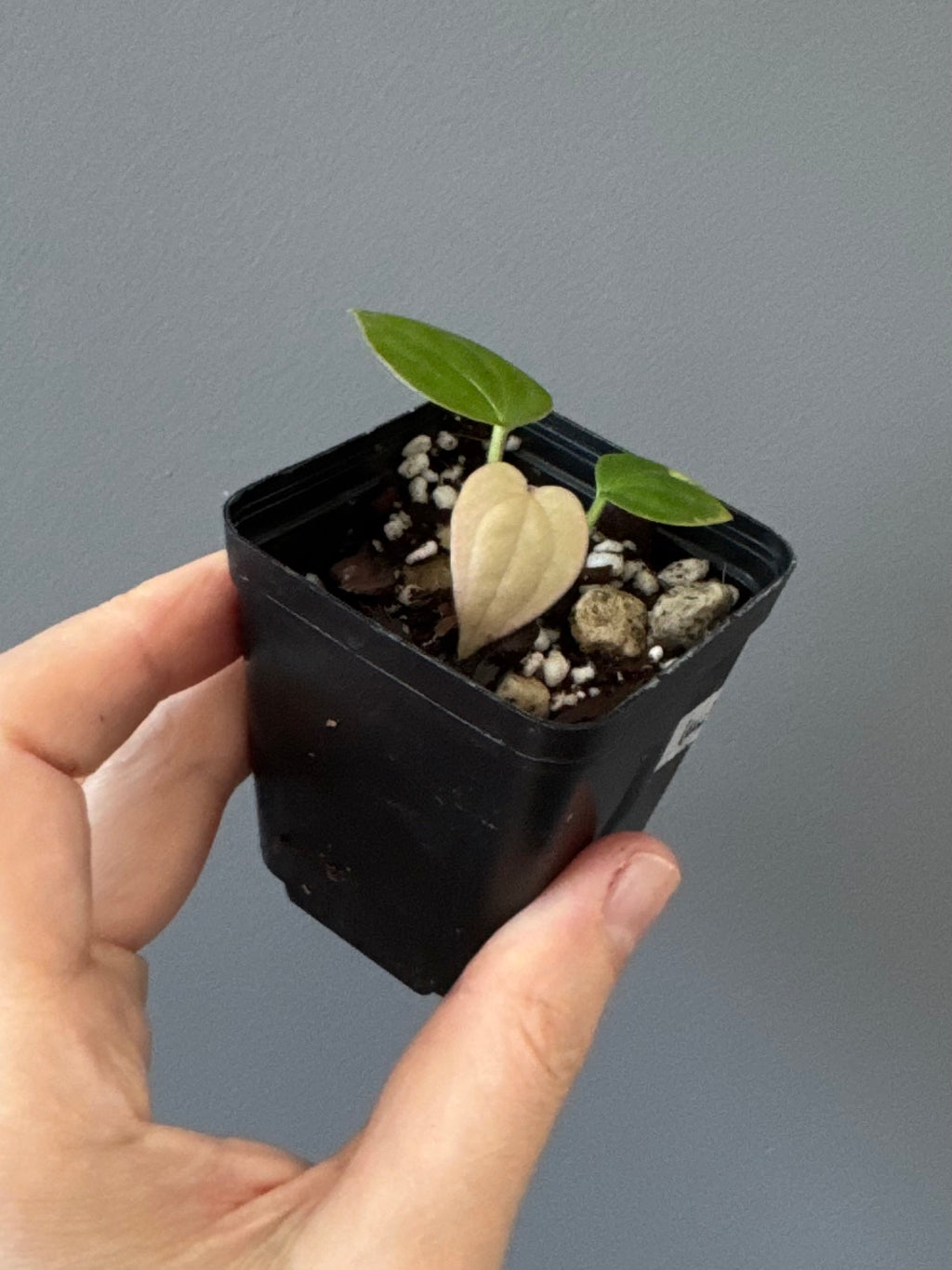 Anthurium Luxurians Hybrid (luxurians x warocqueanum(?))