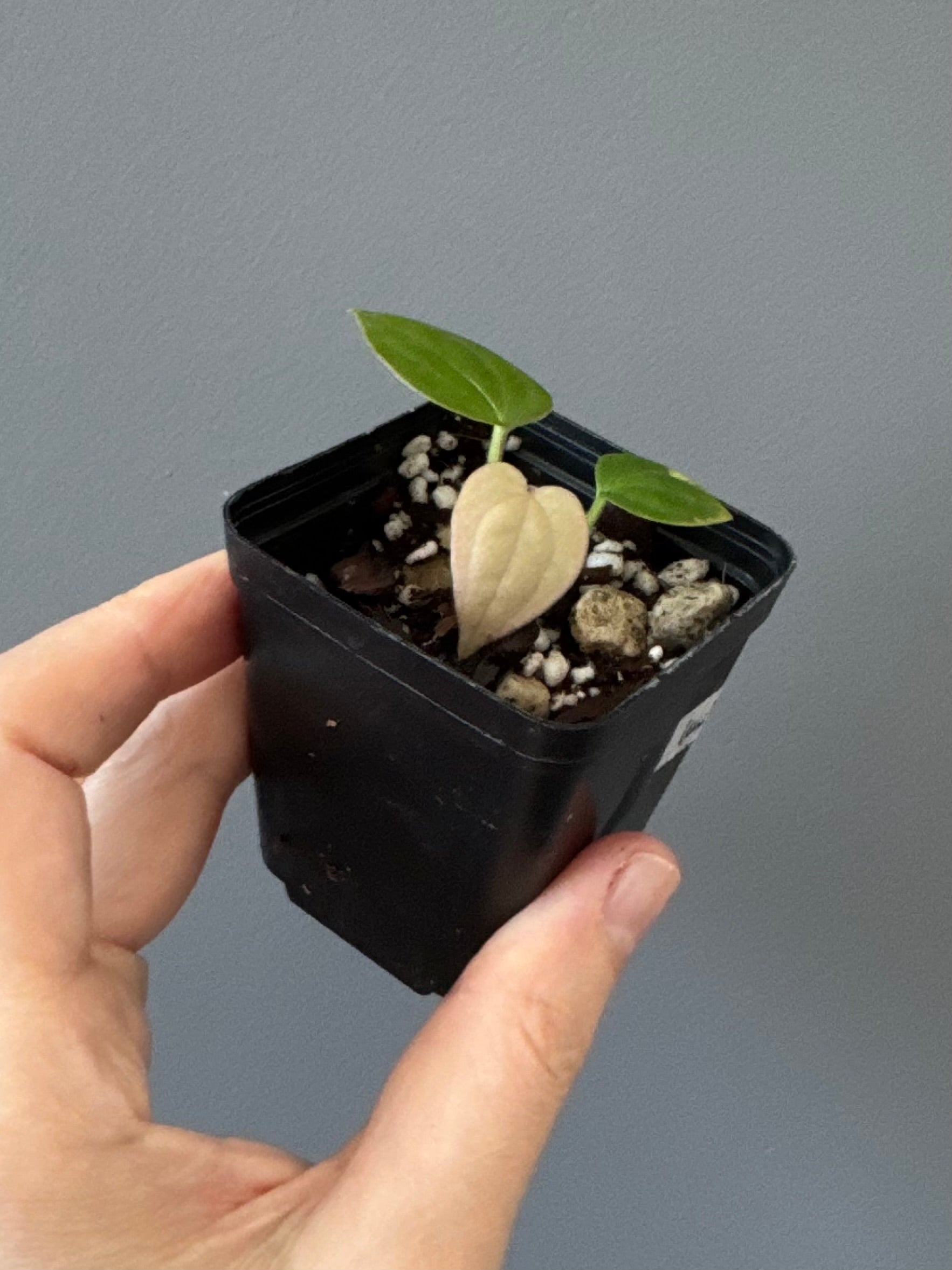 Anthurium Luxurians Hybrid (luxurians x warocqueanum(?))