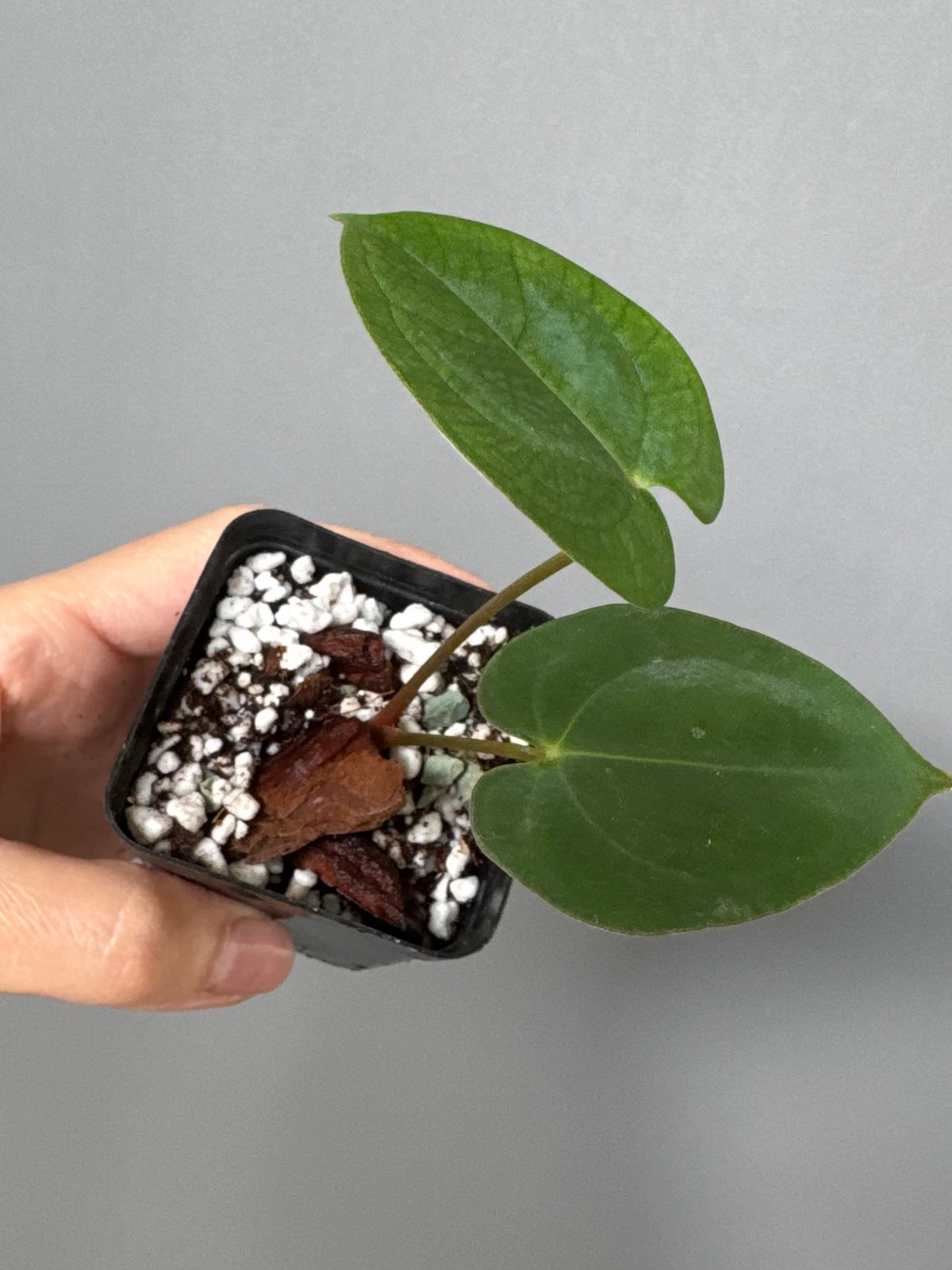 Papillilaminum T6xT7 (by 4aroids)