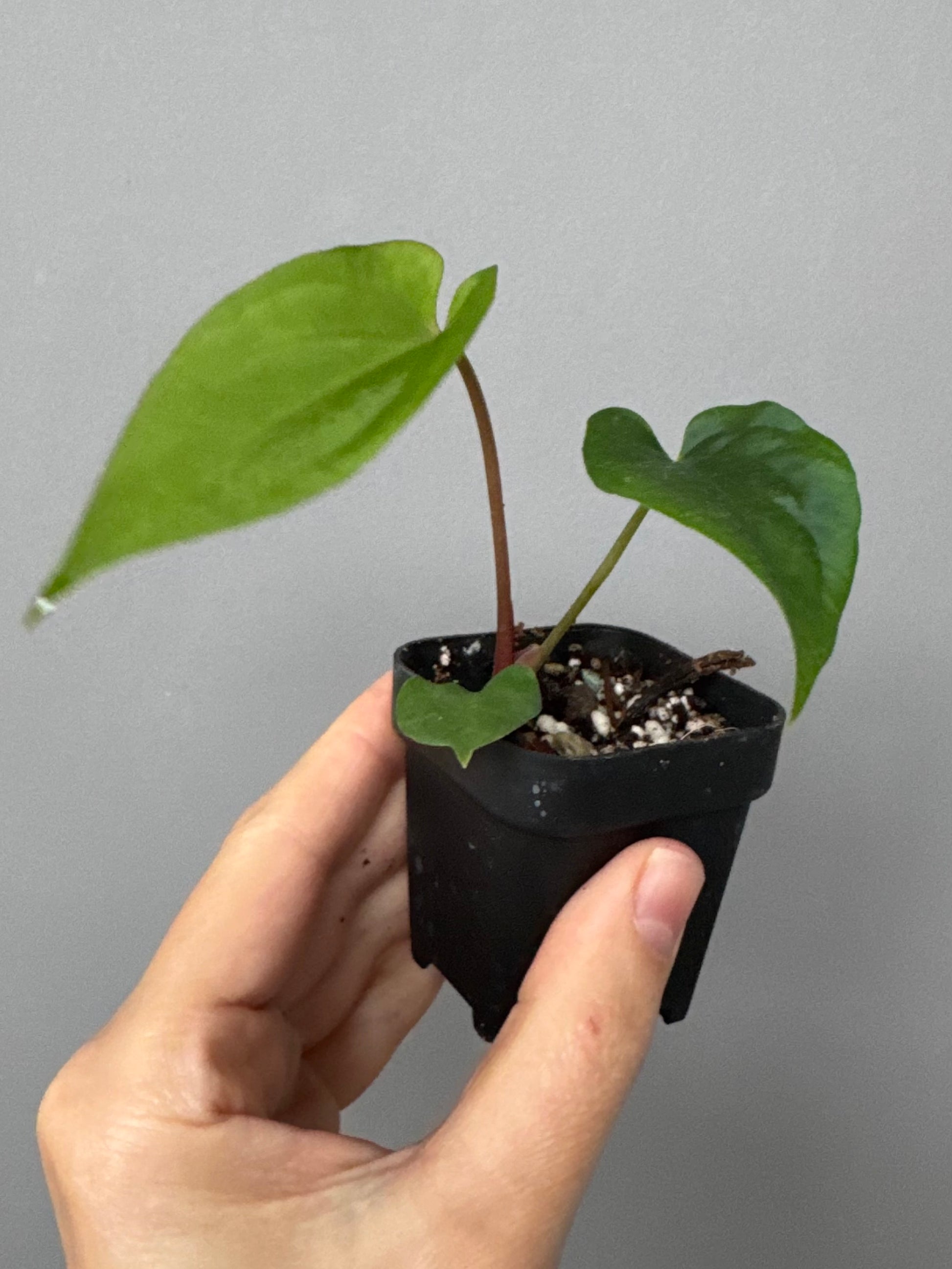 (BVEP x portillae 'Dorito') X papillilaminum H1