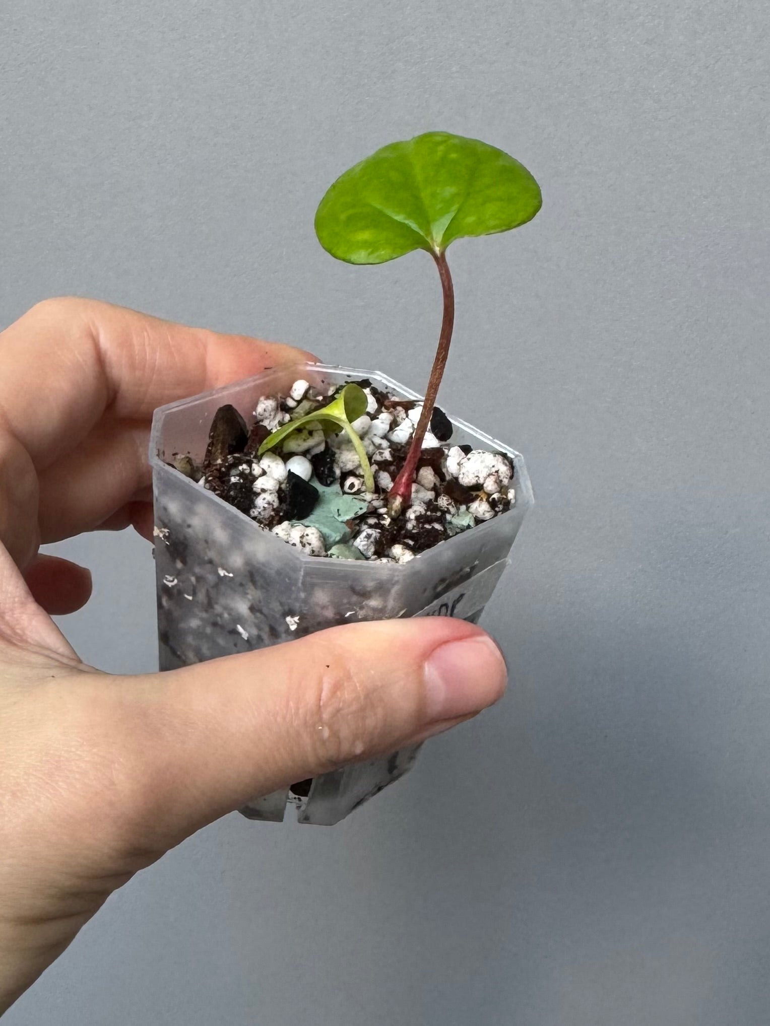 Anthurium RVDP - Red Vein Dark Phoenix Clone