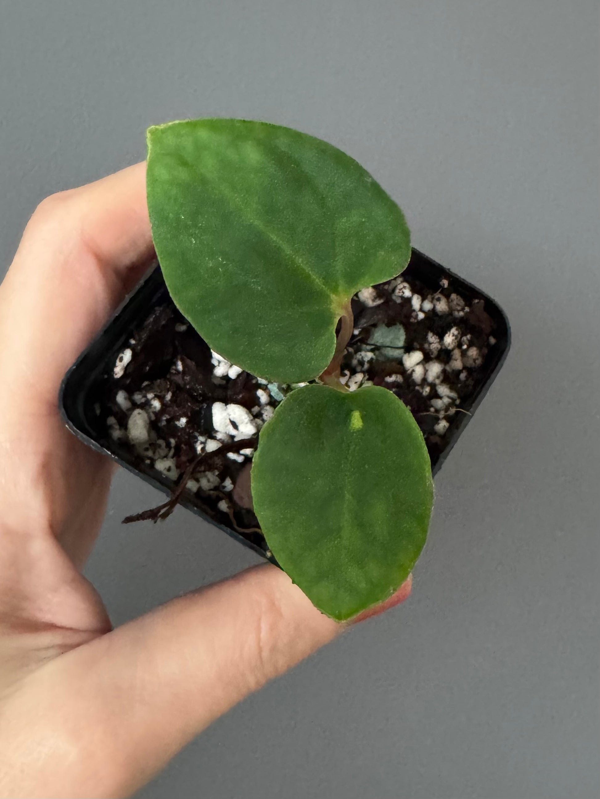 Anthurium Black Besseae aff. x BVEP (Chahrazade)