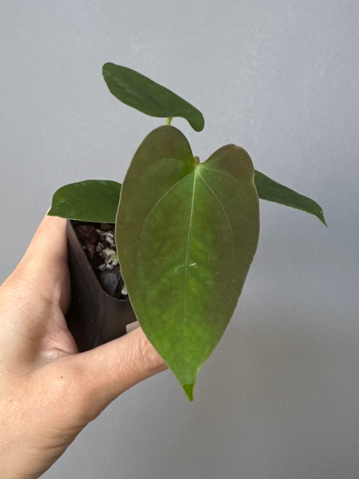 Anthurium Papillilaminum x FSxRVDP