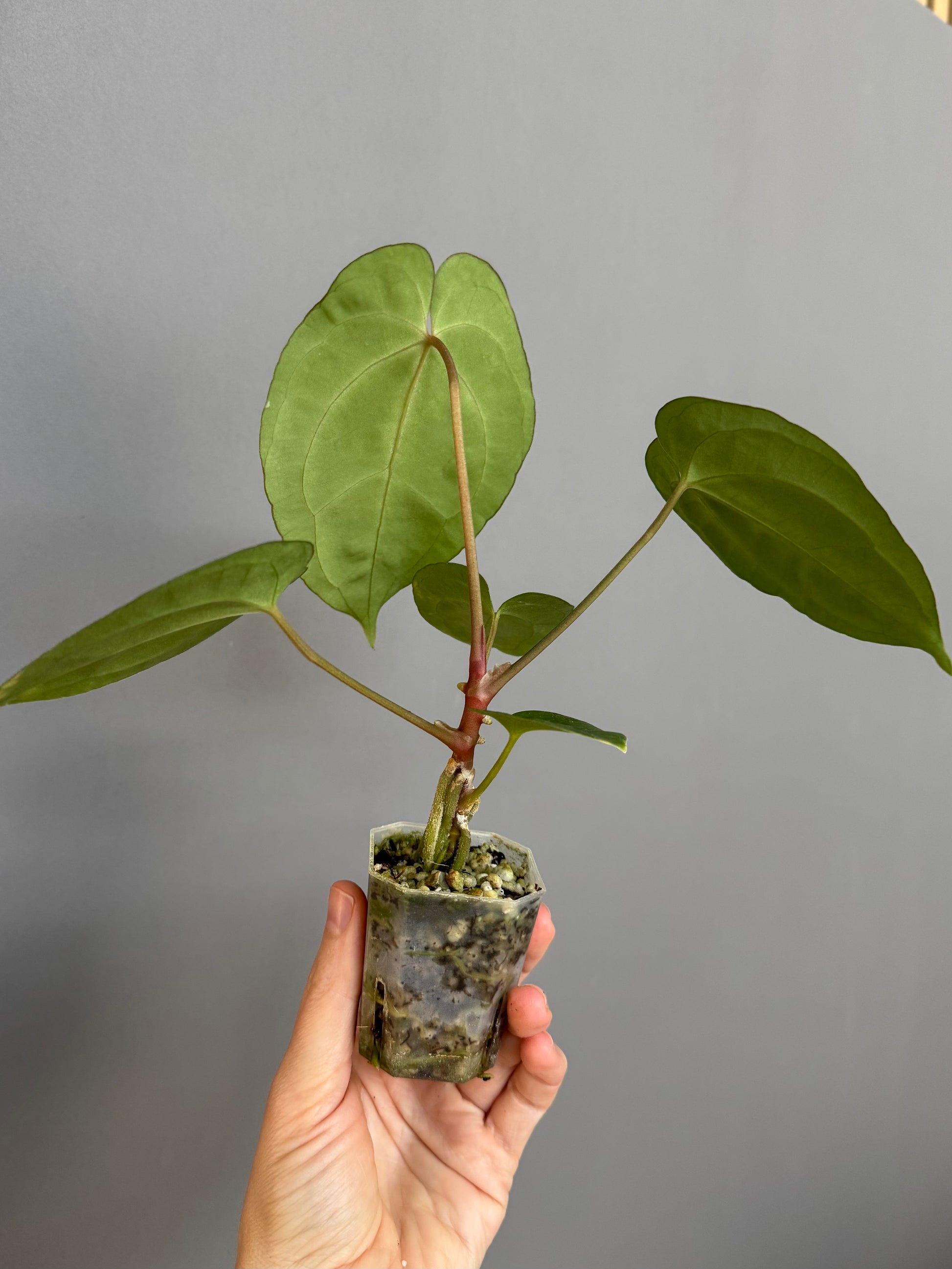 Anthurium papillilaminum x besseae aff. - Plant C
