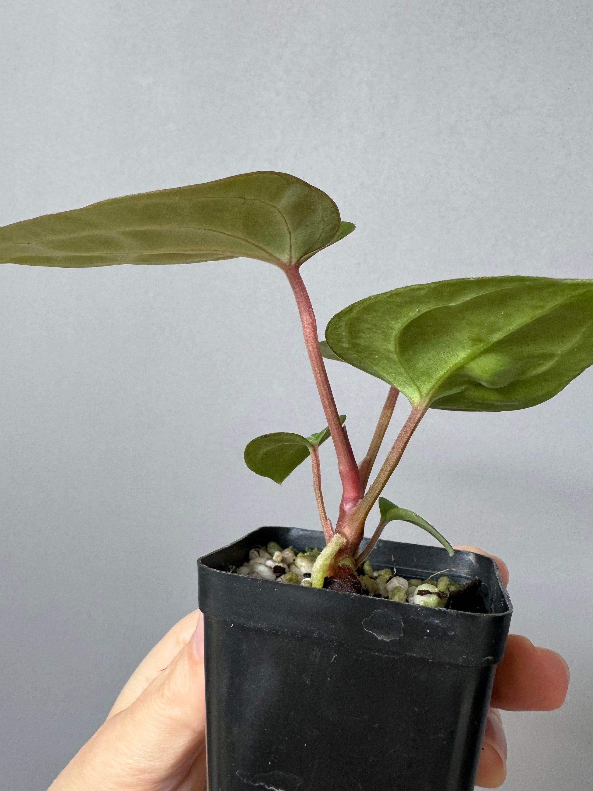Anthurium Besseae aff. (#1)