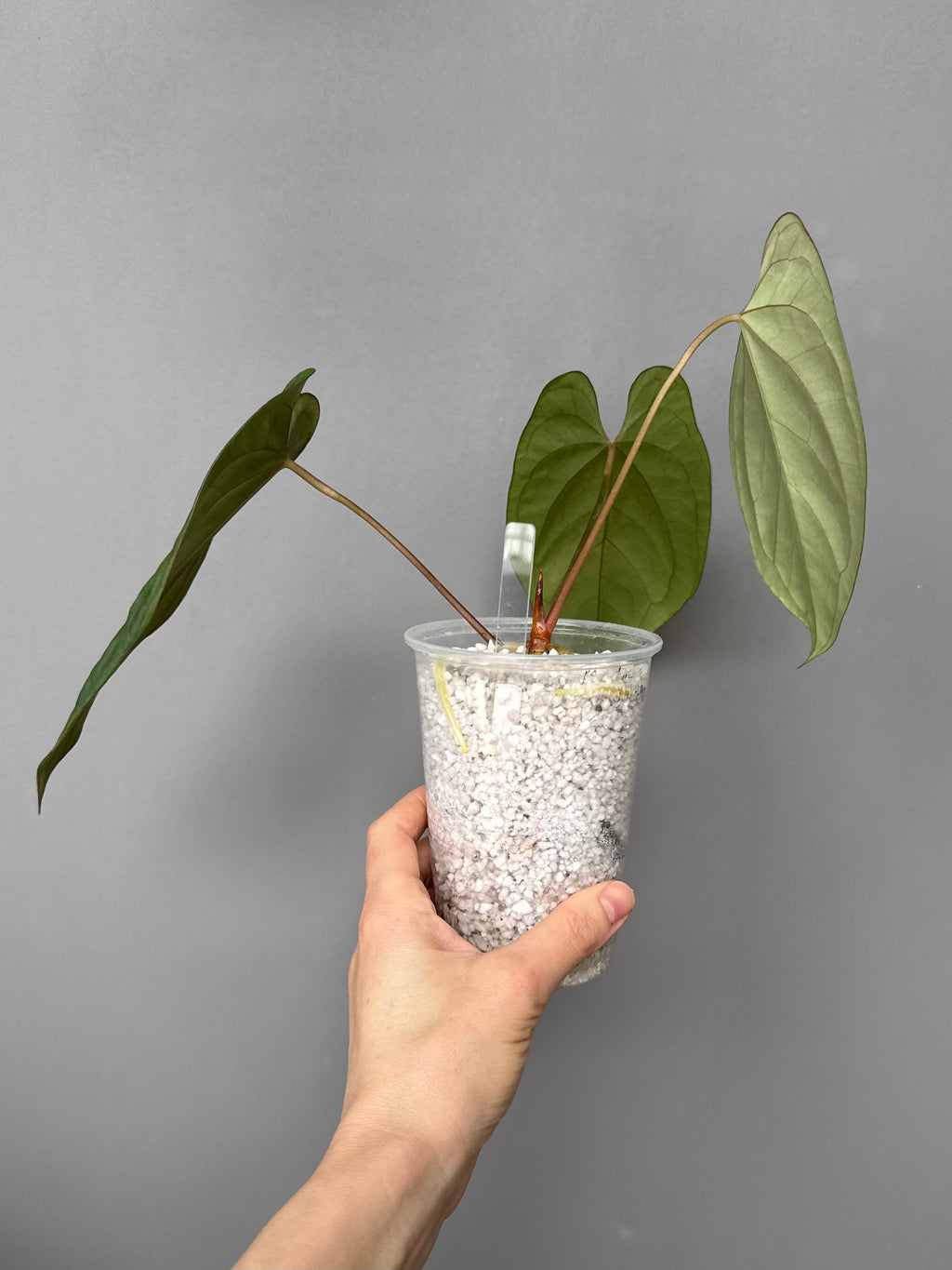 Anthurium (BVEP x portillae ‚Dorito‘) X papillilaminum H1 – top cutting