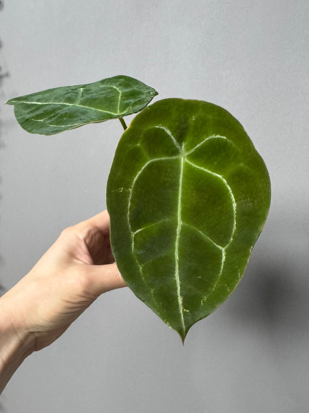 Anthurium forgetii (White Stripes x Dark Form)