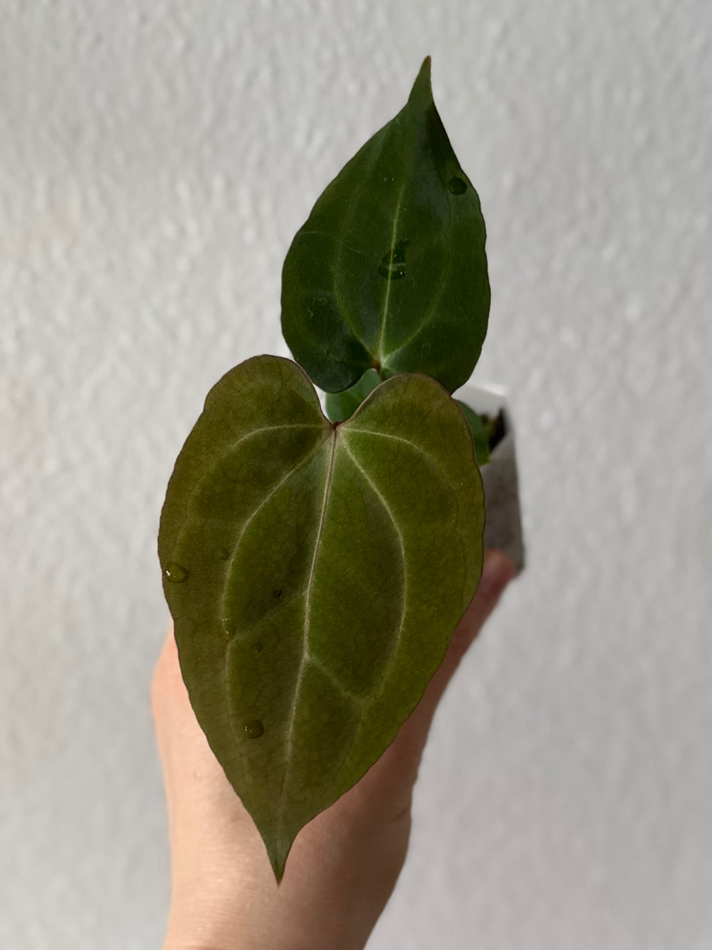 Anthurium (Papillilaminum Daniel x Besseae aff.) x  (NSE Red Crystallinum x Carlablackiae)