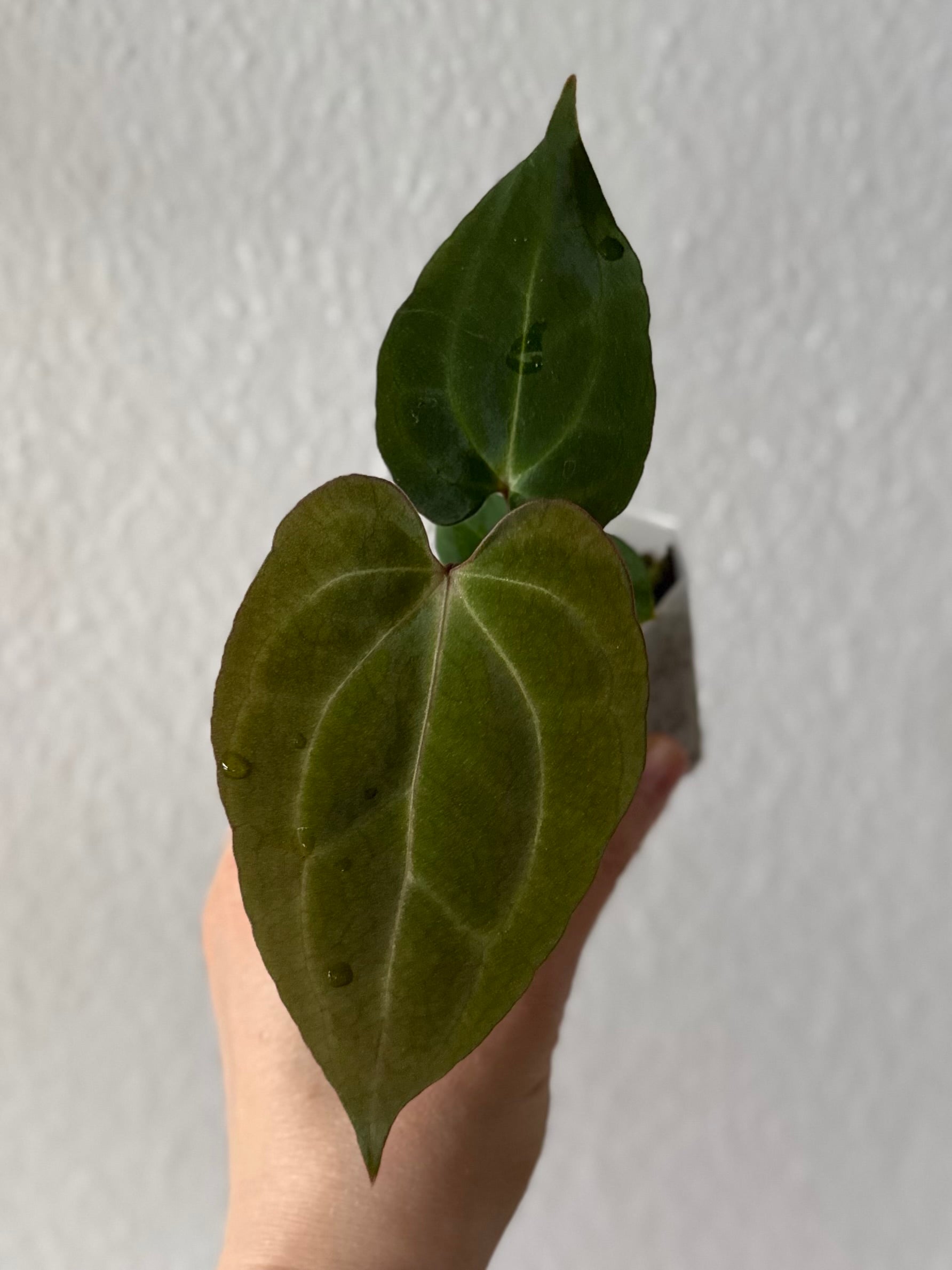 Anthurium (Papillilaminum Daniel x Besseae aff.) x  (NSE Red Crystallinum x Carlablackiae)
