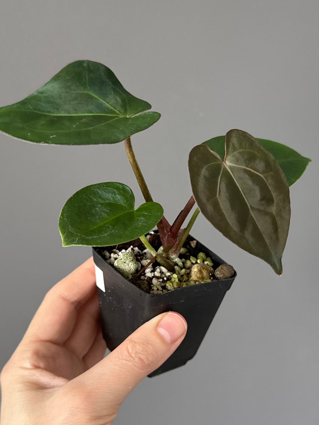 Anthurium (AOS x forgetii) x (NSE Red Crystallinum x Carlablackiae)