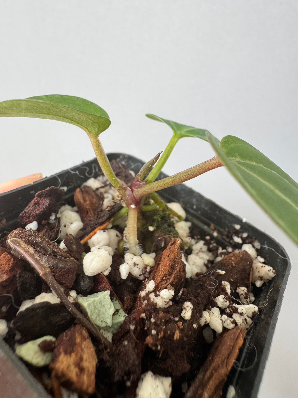 Anthurium Crystallinum Select Color x Michelle