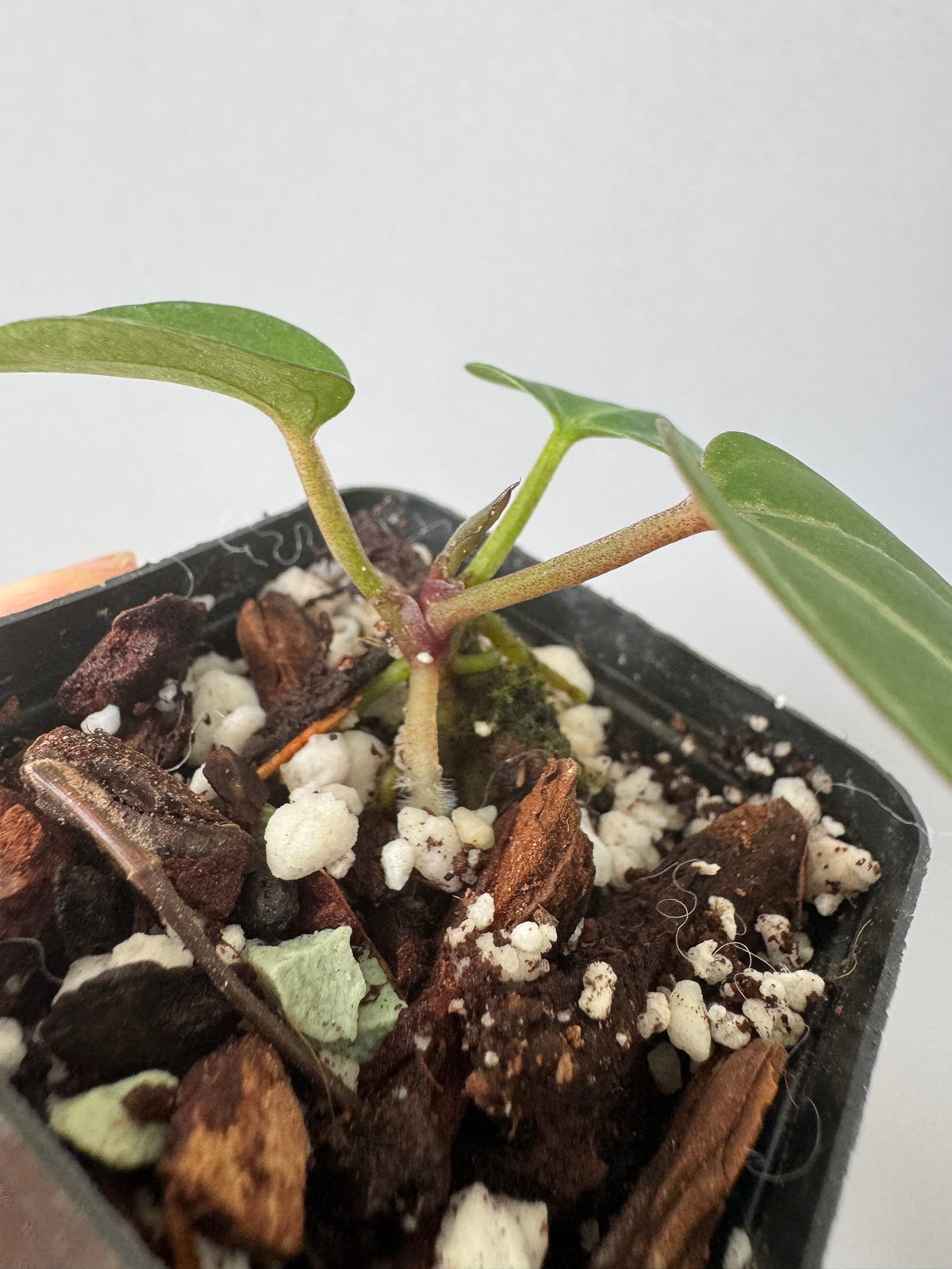 Anthurium Crystallinum Select Color x Michelle