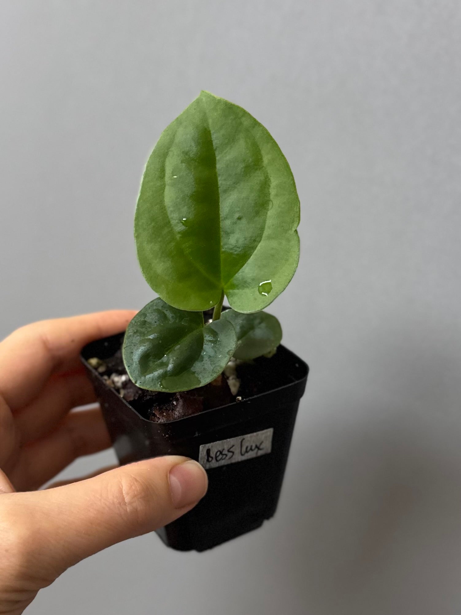 Anthurium Besseae aff. x luxurians
