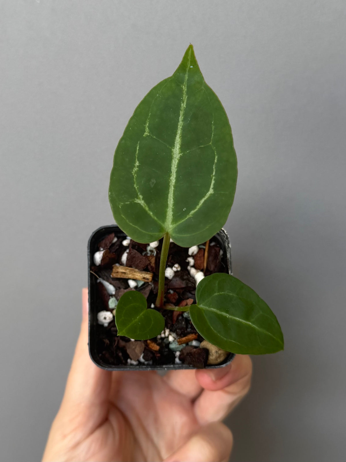 Anthurium Crystallinum x (Crystal Select Color x Michelle)