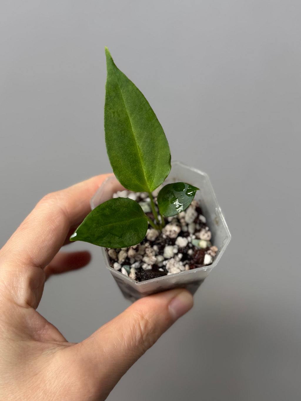 Anthurium (CrystallimumX x Indo portillae) x (D&H x RVC)