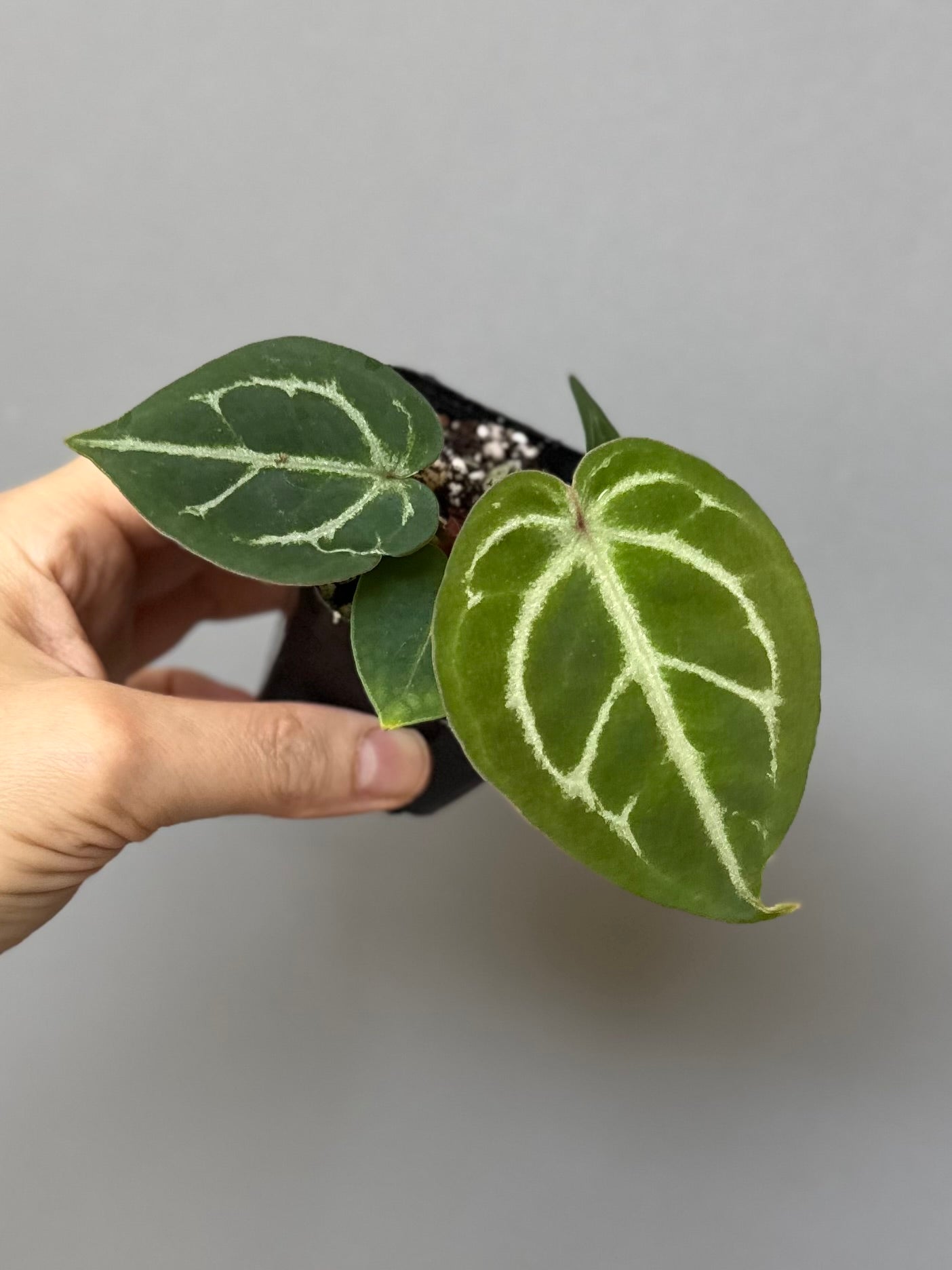 Anthurium Silver Blush x Michelle