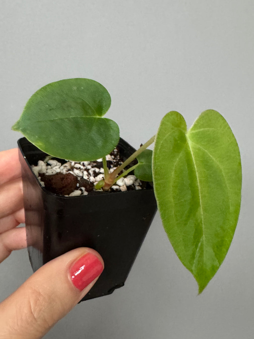 Papillilaminum K1xT5 - #2