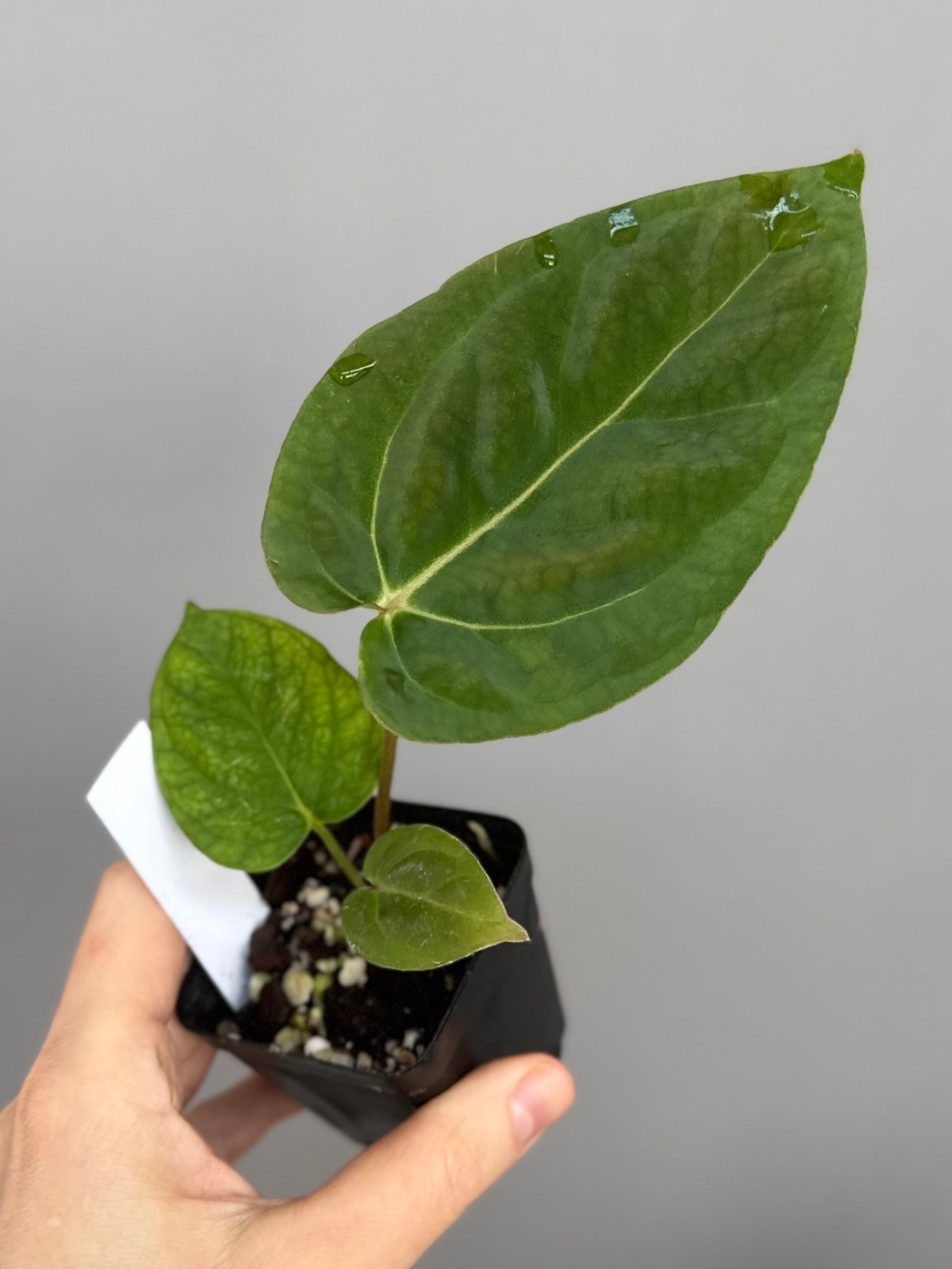Anthurium NoID x besseae aff. long
