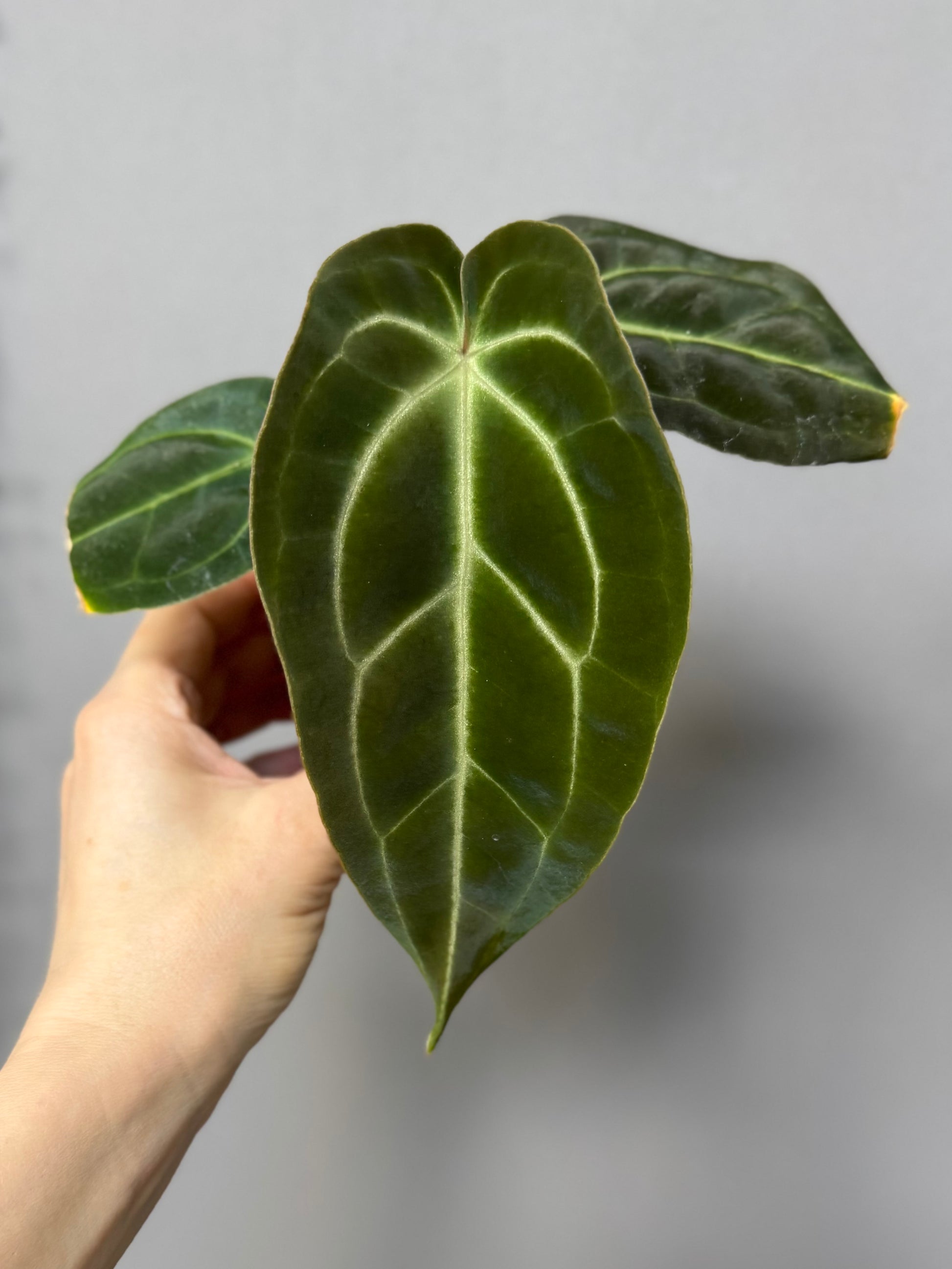 Anthurium Besseae aff. (#1)