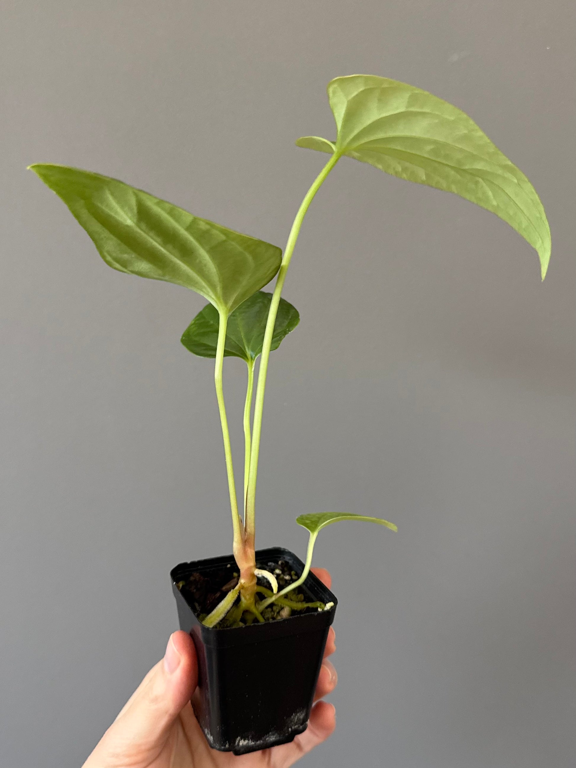 Anthurium Mr. Worldwide x debilis (by variegated_stringray)