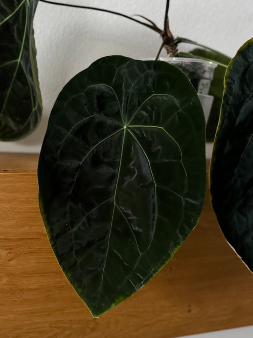 *NEW* Anthurium (AOS x forgetii) x ((RLFS x Carla) x RVDP) - gekeimte Seeds