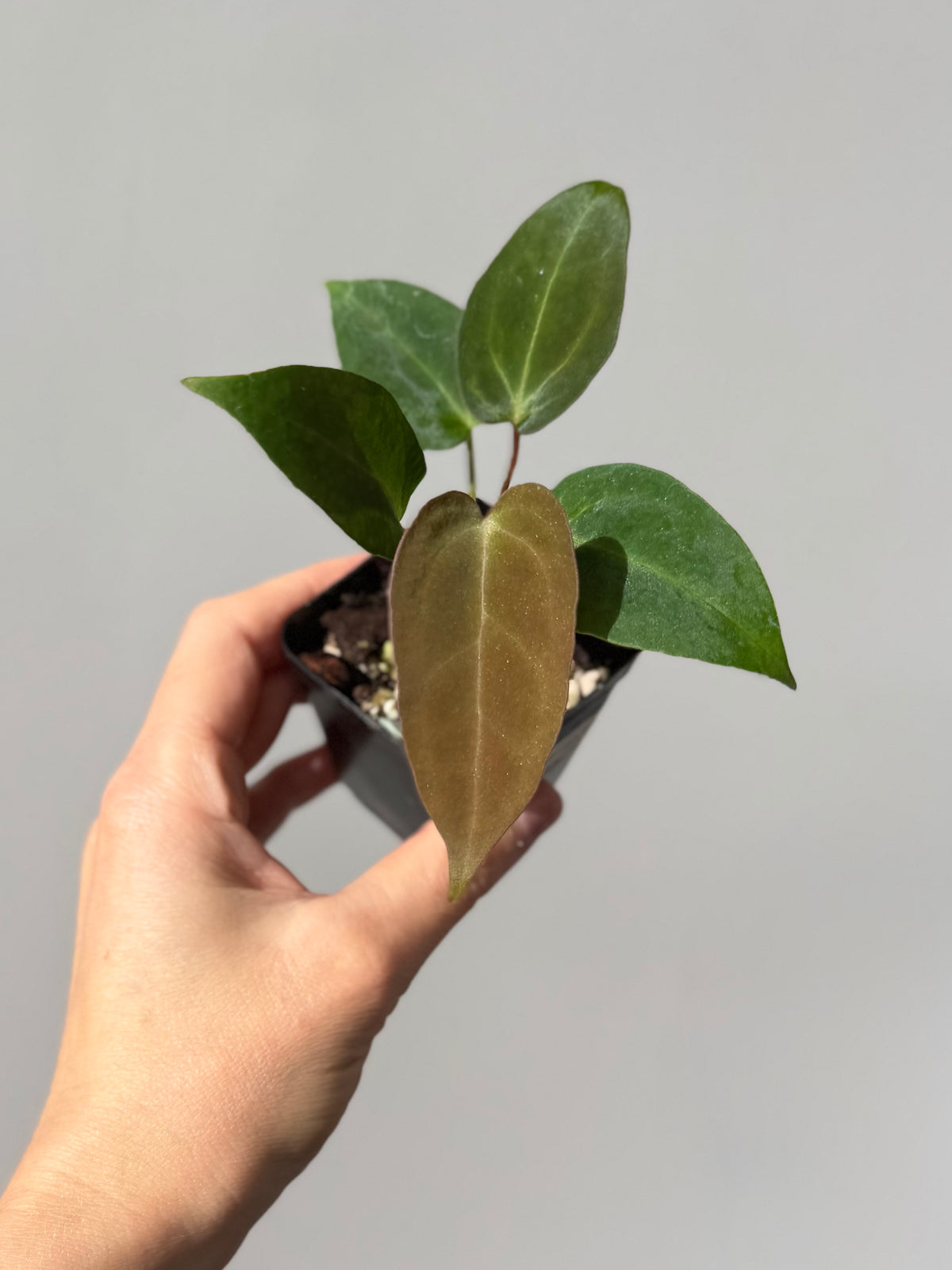 Anthurium (MagCrystal x NoID) x Papillilaminum