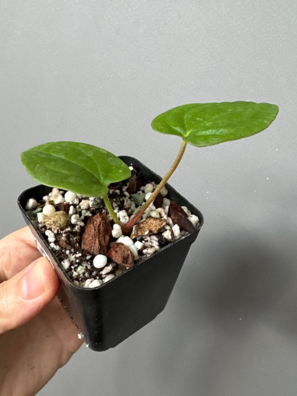 Anthurium BVEP OG1 x Papillilaminum Lago Gatun