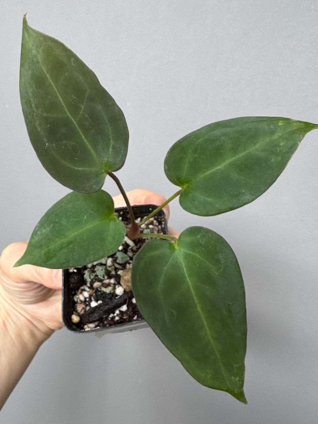 Anthurium (MagCrystal x NoID) x Papillilaminum