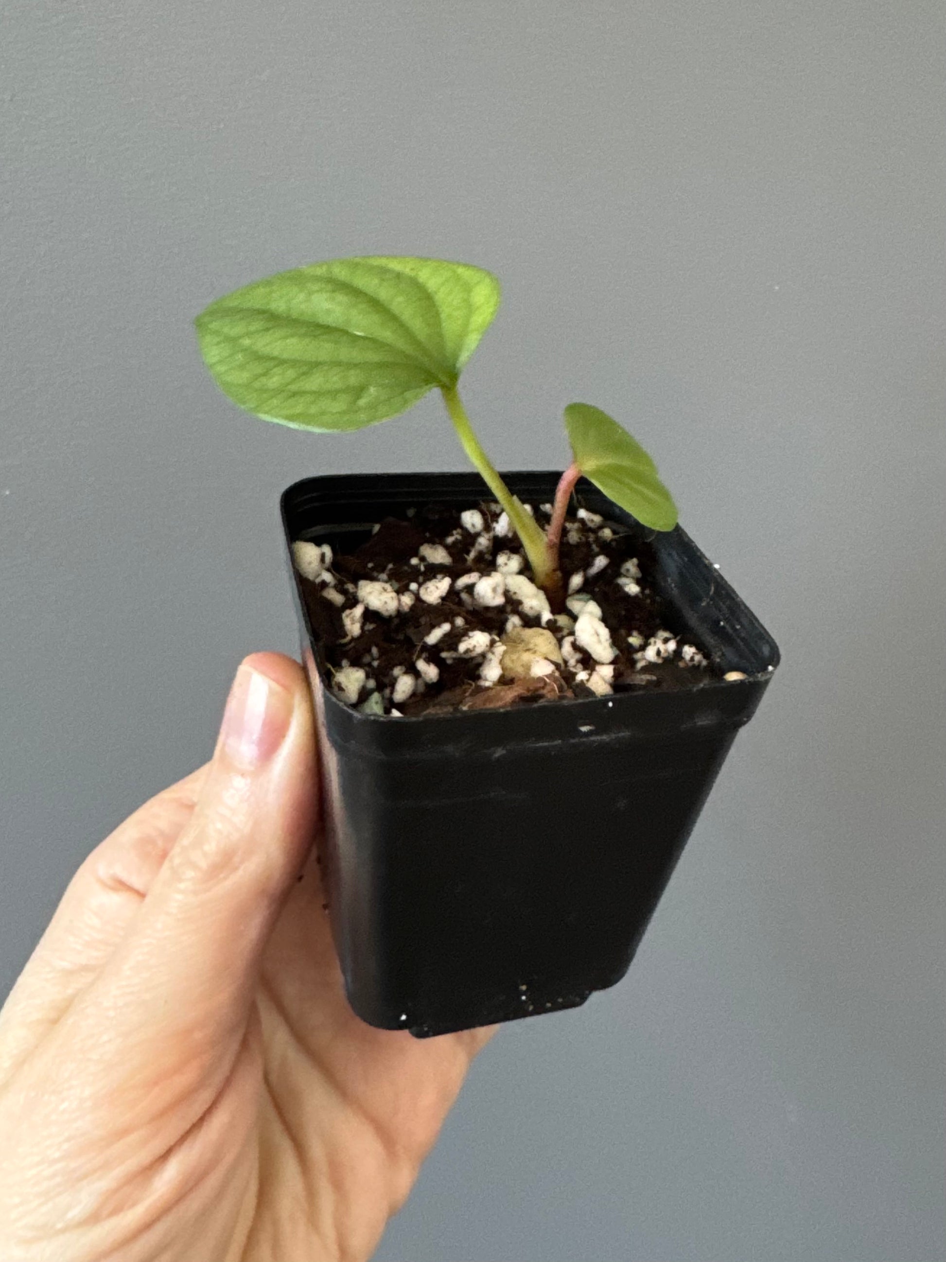 Anthurium luxurians x nigrolaminum ‚Gigi‘