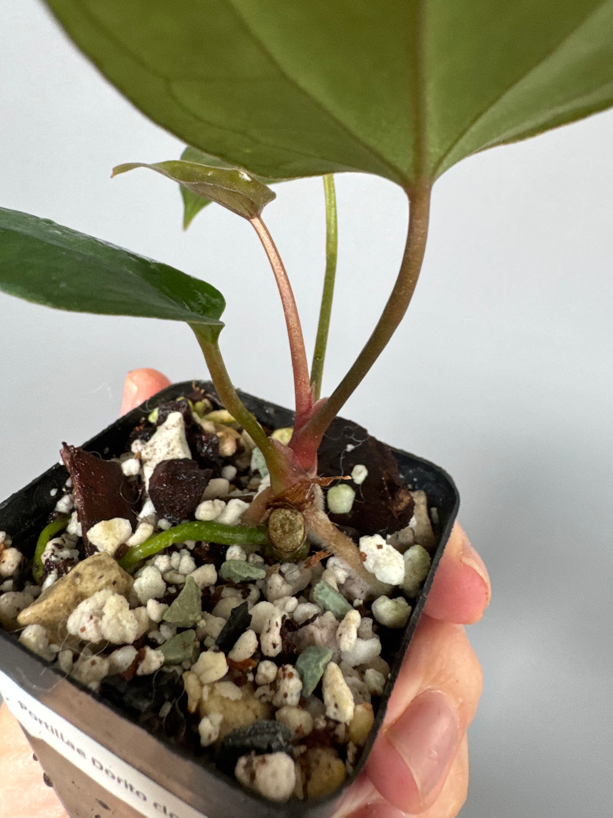 Anthurium portillae ‚Dorito‘ Klon Ableger