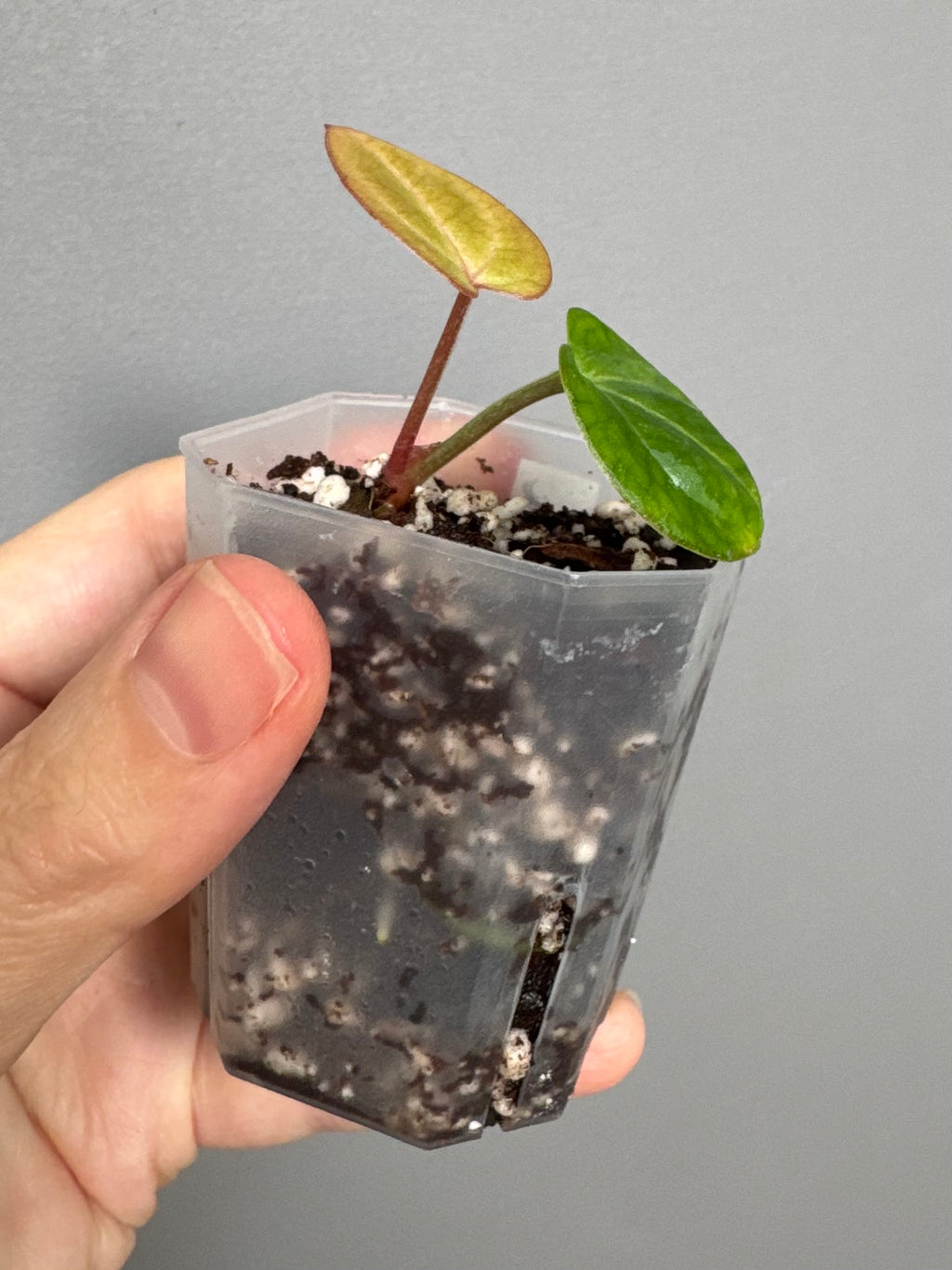 Anthurium (Brielle x Red Crystallinum) x NSE Carlablackiae