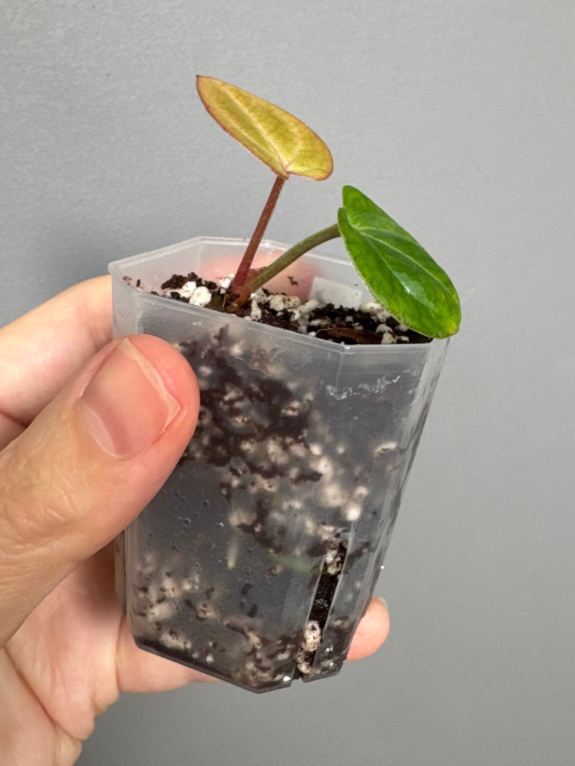 Anthurium (Brielle x Red Crystallinum) x NSE Carlablackiae