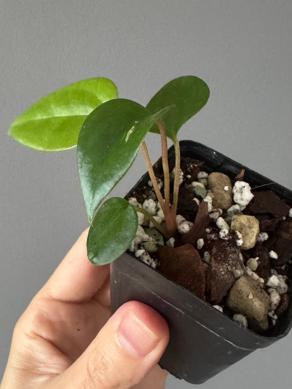 Anthurium Subsignatum x RVDP