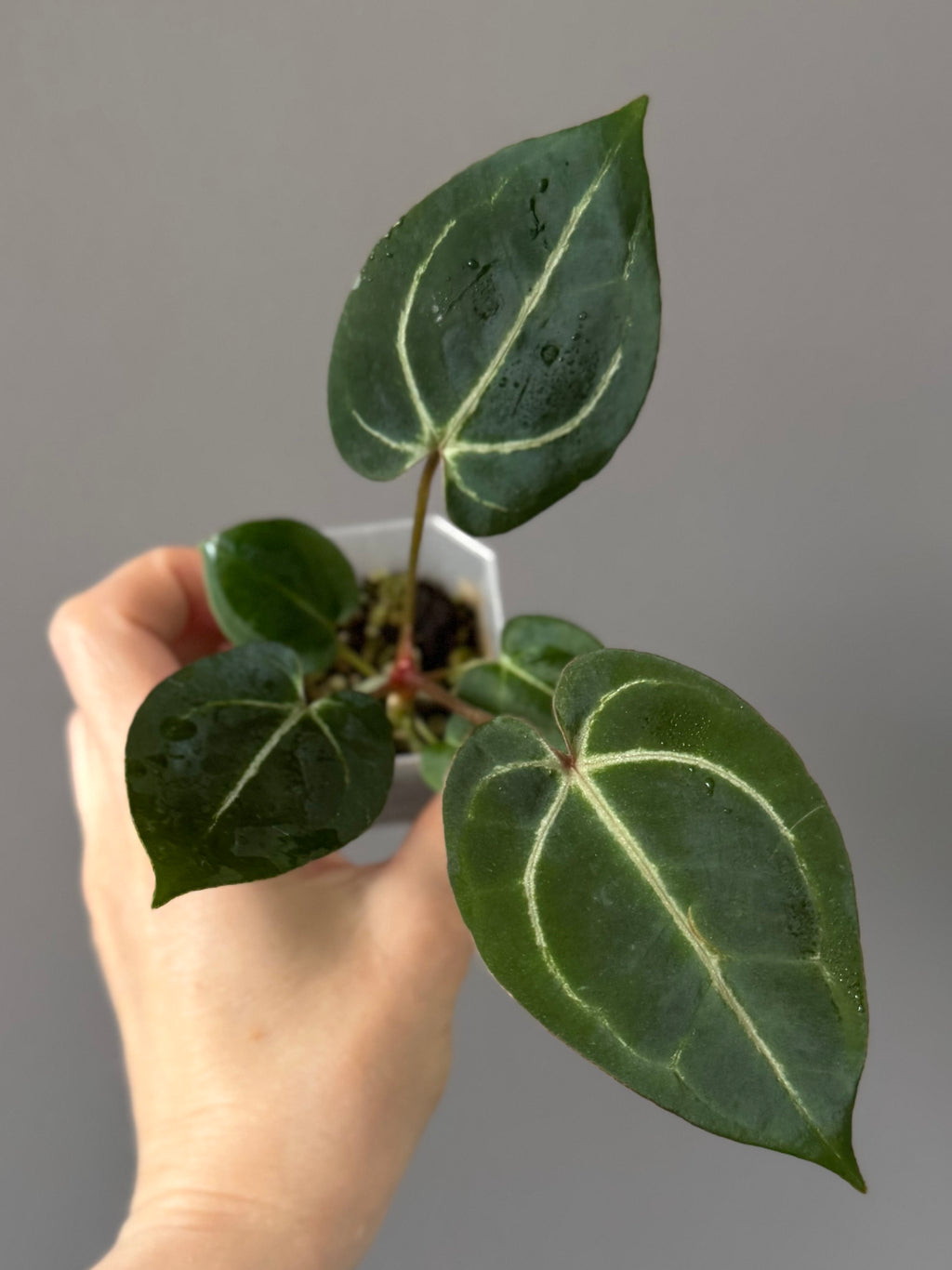 Anthurium (ZxM) x  (NSE Red Crystallinum x Carlablackiae)