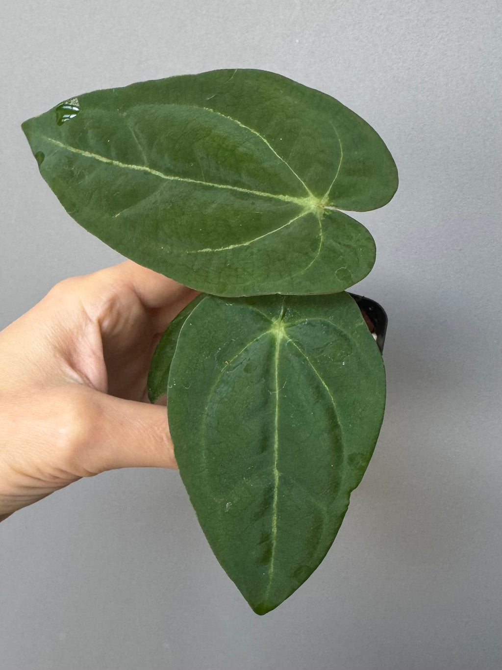 ForgetiiX x  (AOS x Carlablackiae)